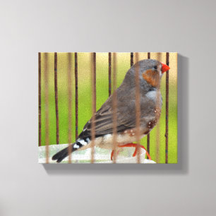 Zebra Vogel in kooi Canvas Afdruk