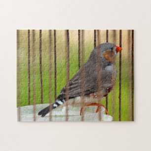 Zebra Vogel in kooi Legpuzzel