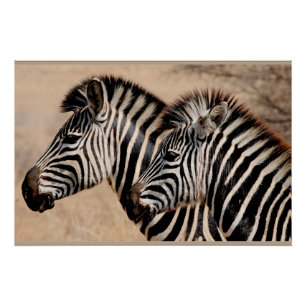 Zebra vrienden perfect poster