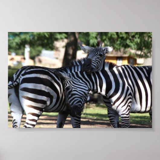 Zebra vrienden poster (Voorkant)