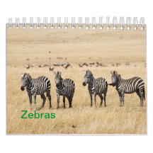 Zebra Wandkalender