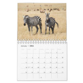 Zebra Wandkalender Kalender (Jan 2026)