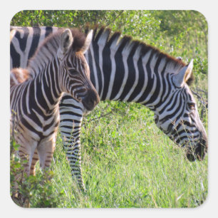 zebra youth vierkante sticker