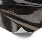 Zebra Zebra aan de muur Poster (Hoek)