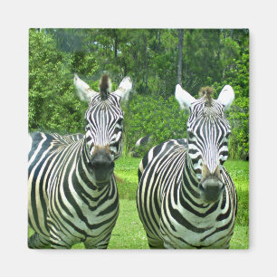 Zebra Zen: De Schoonheid van Wilde Dieren in Beweg Magneet
