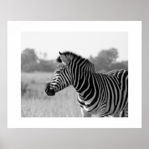 Zebra zwart-wit afdrukPoster Poster