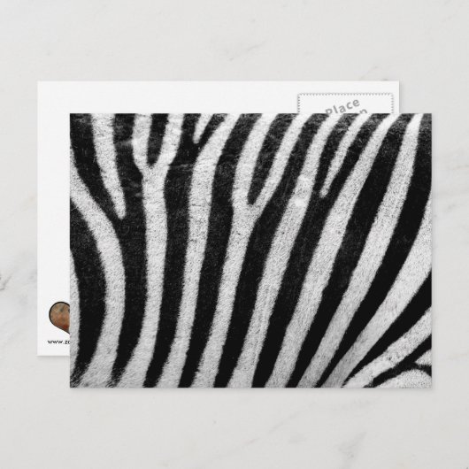 Zebra zwarte en witte striptekening Sjabloon Briefkaart (Voorkant / Achterkant)
