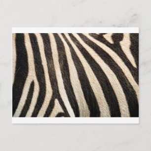 Zebrapatroon Briefkaart