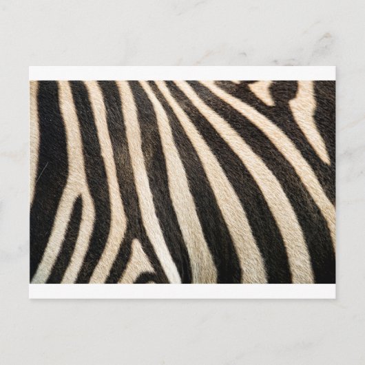 Zebrapatroon Briefkaart (Voorkant)