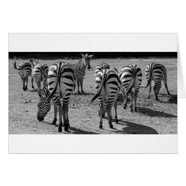 Zebras (Voorkant Horizontaal)