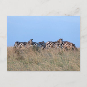 Zebras bij schemering briefkaart
