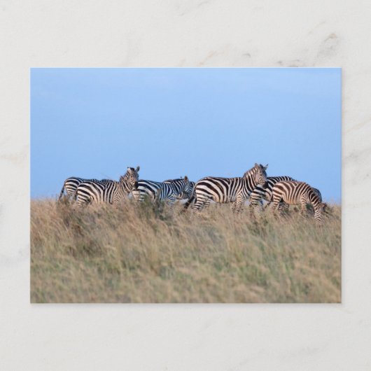 Zebras bij schemering briefkaart (Voorkant)