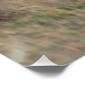 Zebras bij schemering perfect poster (Hoek)