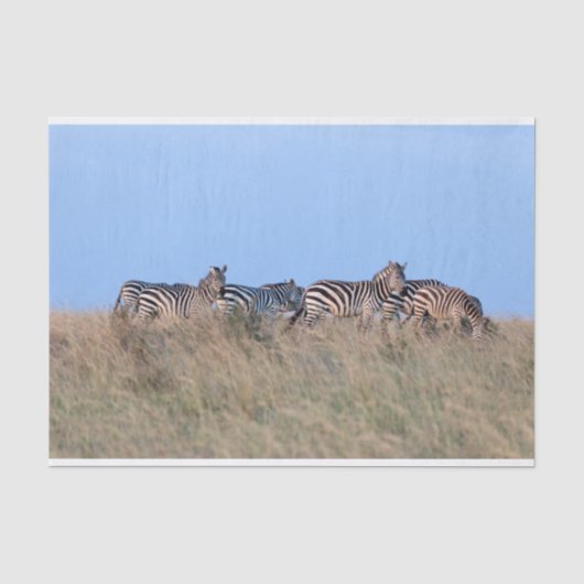 Zebras bij schemering tissuepapier (Voorkant)