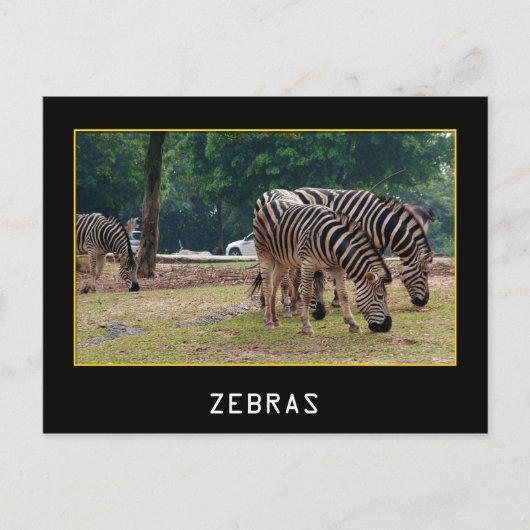 Zebras Briefkaart (Voorkant)