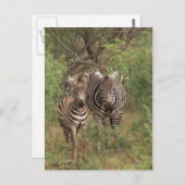 Zebras Briefkaart (Voorkant / Achterkant)