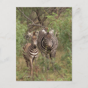 Zebras Briefkaart