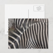 Zebras Briefkaart (Voorkant / Achterkant)