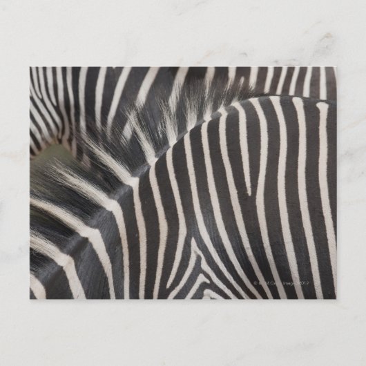 Zebras Briefkaart (Voorkant)