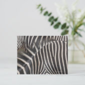 Zebras Briefkaart (Staand voorkant)