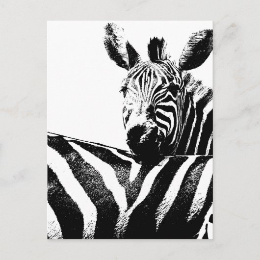 Zebras Briefkaart (Voorkant)