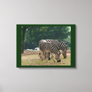 Zebras Canvas Afdruk