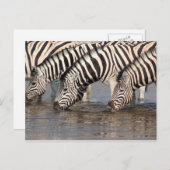 Zebras drink briefkaart (Voorkant / Achterkant)