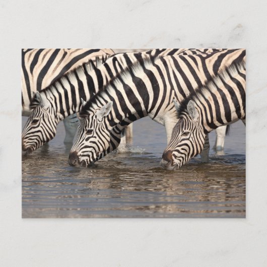 Zebras drink briefkaart (Voorkant)