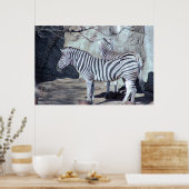Zebras Foto Poster (Keuken)