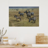 Zebras grazing poster (Keuken)