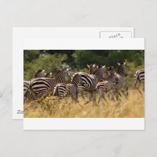 Zebra's in beweging: een reis van duizend mijl briefkaart (Voorkant / Achterkant)