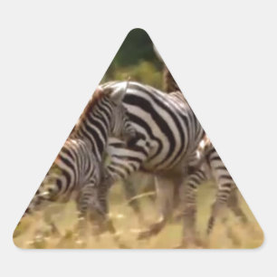 Zebra's in beweging: een reis van duizend mijl driehoek sticker