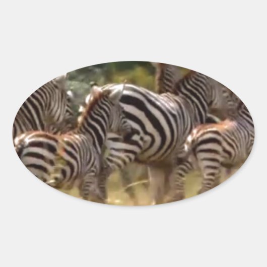 Zebra's in beweging: een reis van duizend mijl ovale sticker (Voorkant)