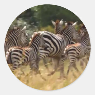 Zebra's in beweging: een reis van duizend mijl ronde sticker
