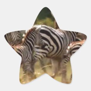 Zebra's in beweging: een reis van duizend mijl ster sticker