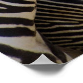 Zebras in een rij poster (Hoek)