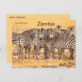 Zebras in het Briefkaart Zambia (Voorkant / Achterkant)