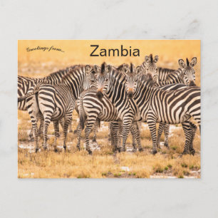 Zebras in het Briefkaart Zambia