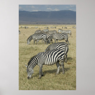 Zebras in het Poster Tanzania