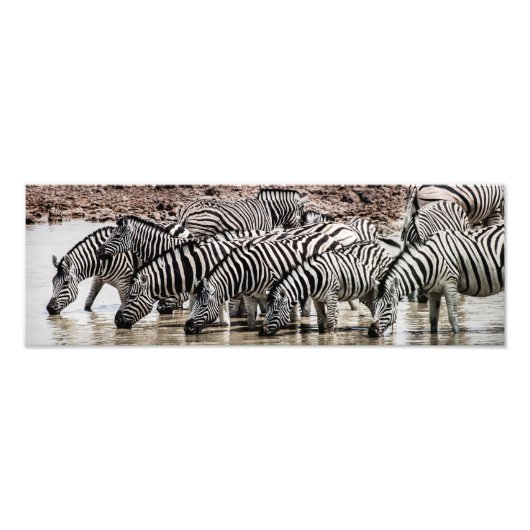 Zebras in het watergat foto afdruk (Voorkant)