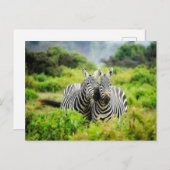 Zebras in het wild briefkaart (Voorkant / Achterkant)