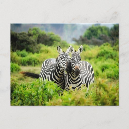 Zebras in het wild briefkaart (Voorkant)