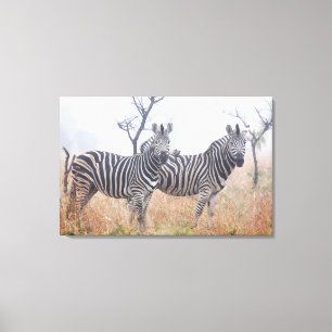 Zebras in vroeg-ochtendstof, Kruger National Canvas Afdruk