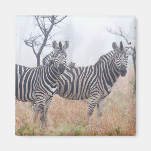 Zebras in vroeg-ochtendstof, Kruger National Magneet