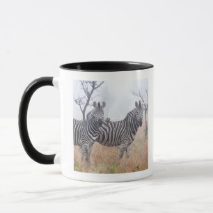 Zebras in vroeg-ochtendstof, Kruger National Mok