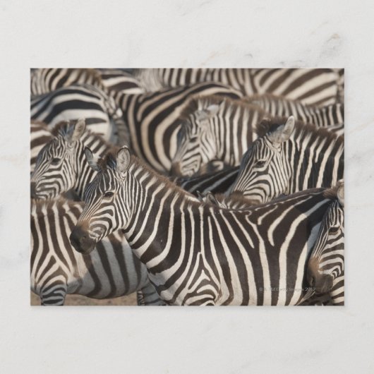 Zebras, Kenia, Afrika Briefkaart (Voorkant)