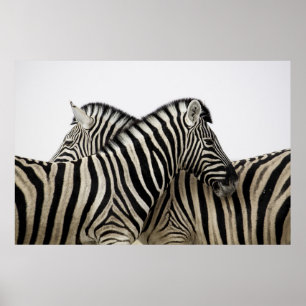 Zebras kop/staart poster