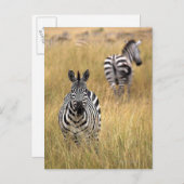 Zebras, langwerpig gras briefkaart (Voorkant / Achterkant)