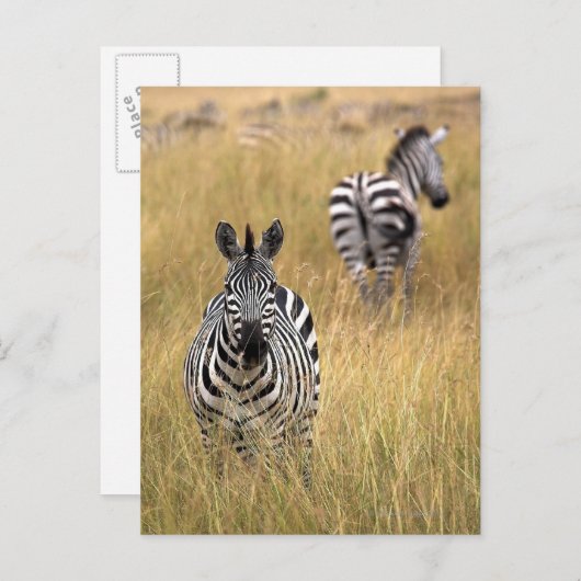 Zebras, langwerpig gras briefkaart (Voorkant / Achterkant)