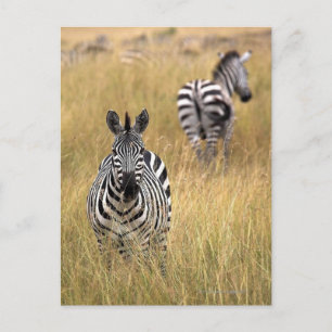 Zebras, langwerpig gras briefkaart